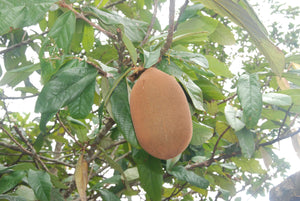 cupuacu-frucht-obst-amazonas-liqueur-destilhero-vodka